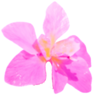 Kali Uchis Orquideas Logo